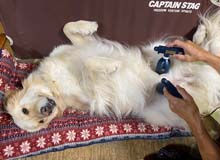 愛犬にもビワ温灸